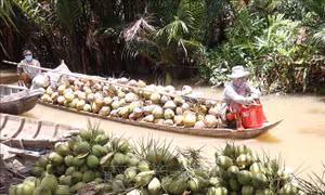 Phát triển vùng nguyên liệu dừa hữu cơ hơn 13.000 ha