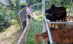 Sơn La thực hiện hiệu quả các chương trình tín dụng theo Nghị quyết 11