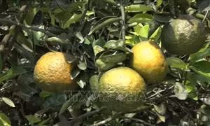 Nhà vườn lao đao vì cam sành, xoài, bưởi rớt giá