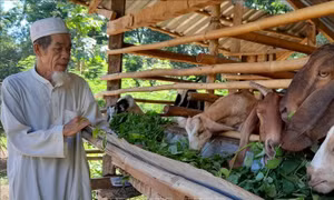 Xóm đồng bào Chăm khởi sắc từng ngày
