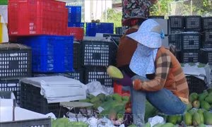 Gia tăng giá trị cho xoài Yên Châu, Sơn La