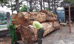 Khởi tố 3 đối tượng khai thác gỗ trái phép trong rừng phòng hộ