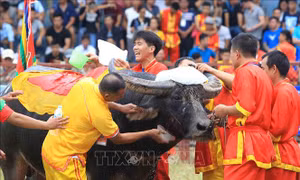 Lần đầu tiên, không bán vé xem lễ hội chọi trâu Đồ Sơn 