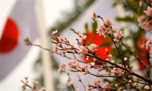 Tuyển chọn Đại sứ thiện chí hoa anh đào 2019
