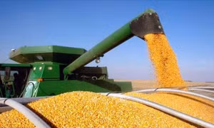 Nga tạo điều kiện cho xuất khẩu ngũ cốc từ Ukraine qua Biển Azov