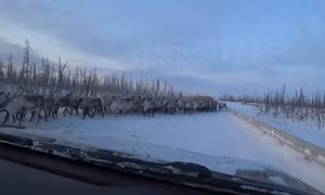Mùa di cư, hàng nghìn con tuần lộc tràn ra đường gây tắc nghẽn ở Siberia 