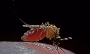 Số ca nhiễm virus Oropouche do muỗi tăng nhanh ở Mỹ Latinh