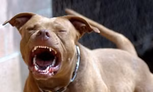 Vừa nhận nuôi 2 tuần, người phụ nữ chết thảm vì bị chó Pitbull cắn