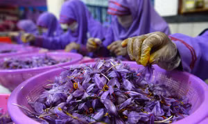 Nông dân trồng thuốc phiện ở Afghanistan đổi đời nhờ ‘thần dược Trung Đông’