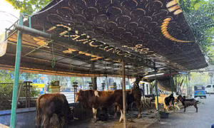 Idul Adha tại Jakarta: Ngày lễ thiêng liêng của lòng nhân ái và sẻ chia