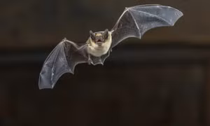 Viện Virus Vũ Hán công bố nhánh virus Corona ‘họ hàng xa’ với SARS-CoV-2