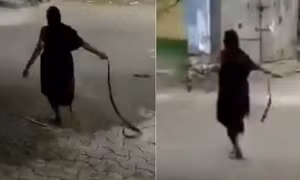 Cụ bà Ấn Độ tay không kéo lê rắn hổ mang quẳng đi