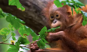 Tranh cãi chính sách 'ngoại giao đười ươi' của Malaysia