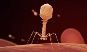 Phát hiện tế bào ung thư ở người 'ăn' virus săn khuẩn