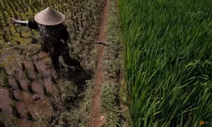 Indonesia dành riêng 500.000 ha đất trồng lúa, ứng phó hạn hán do El Nino