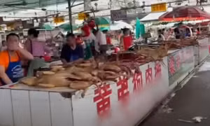 Giải cứu hàng trăm con chó đang được đưa đến lễ hội thịt chó lớn nhất Trung Quốc