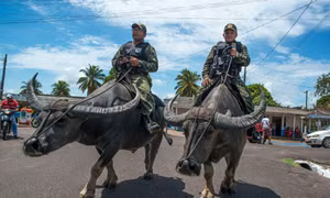Cưỡi trâu tuần tra - nét độc đáo của cảnh sát Brazil