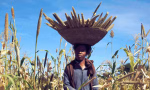 Từ Ấn Độ cho tới Nigeria, liệu ‘siêu thực phẩm' kê có thể là cứu cánh trước biến đổi khí hậu?