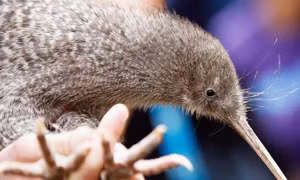New Zealand phát hiện 1.500 phiếu gian lận bình chọn 'Loài chim của năm'