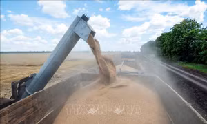 Romania muốn tiếp tục hạn chế nhập khẩu ngũ cốc của Ukraine