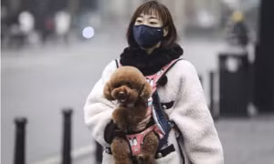 Hàng nghìn thú cưng bị mắc kẹt, nguy cơ chết đói giữa tâm dịch Vũ Hán