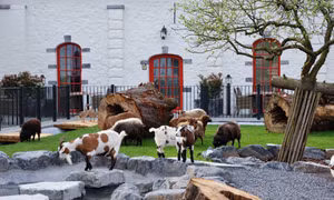 Pairi Daiza - nơi kết nối con người với thiên nhiên và tôn vinh động vật hoang dã