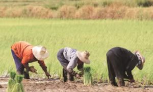 Trung Quốc ngăn chặn nạn đói với lúa nước mặn