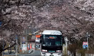 8 năm sau thảm họa hạt nhân, Fukushima hồi sinh đón người dân trở về