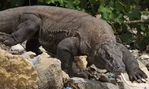 Indonesia triệt phá đường dây buôn lậu rồng Komodo quý hiếm