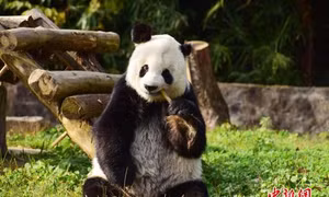 Trung Quốc nối lại chính sách ngoại giao gấu trúc với Mỹ