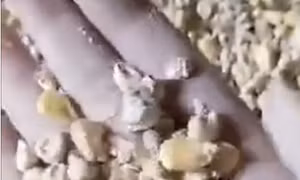 Video ngô mốc trắng trong kho dự trữ Trung Quốc dấy lên lo ngại về an ninh lương thực 