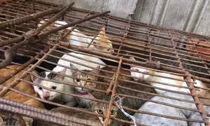 Hà Nội hướng đến thành phố du lịch văn minh, nói không với thịt chó, mèo