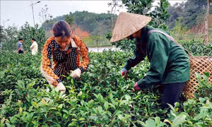 Xanh lại vùng chè trọng điểm Yên Bái