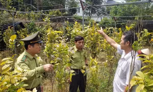 Vĩnh Phúc nâng cao chất lượng cuộc sống đồng bào dân tộc thiểu số