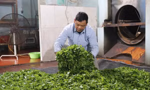 Phát triển kinh tế - xã hội vùng đồng bào dân tộc thiểu số tại Cư Kuin, Đắk Lắk