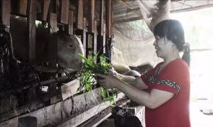 Hậu Giang thúc đẩy phát triển kinh tế - xã hội vùng đồng bào dân tộc thiểu số 