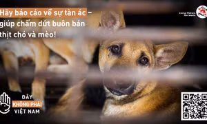 FOUR PAWS triển khai thí điểm trang công cụ báo cáo về nạn buôn bán thịt chó, mèo 