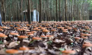 Quảng Nam: Phát triển cây dược liệu, tạo thu nhập ổn định cho đồng bào dân tộc thiểu số 
