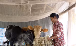 Quan tâm phát triển sinh kế, cải thiện đời sống đồng bào Khmer 