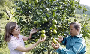 Tạo động lực thúc đẩy phát triển kinh tế - xã hội vùng đồng bào dân tộc thiểu số và miền núi