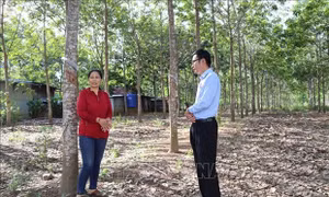 Đắk Lắk: Giảm nghèo bền vững vùng đồng bào dân tộc thiểu số