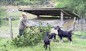 Vùng đồng bào Xê Đăng vươn mình khởi sắc