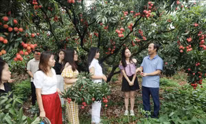 Tiêu thụ nông sản chưa quan tâm đúng mức đến thị trường trong nước