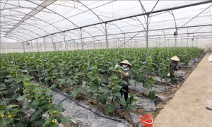 Bắc Giang khuyến khích phát triển nông nghiệp sạch, nông nghiệp hữu cơ, nông nghiệp công nghệ cao  