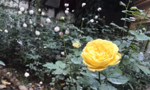 https://mediacms.baotintuc.vn/Upload/9RV7gsYuAqWLxv6wi7tEAQ/files/2020/07/9-7/IMG-1913.jpg