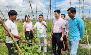 Phát huy hiệu quả nguồn vốn hỗ trợ từ các Chương trình mục tiêu Quốc gia