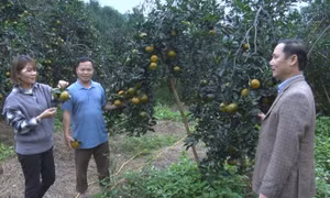 Nâng cao chất lượng, thương hiệu cam sành Lục Yên