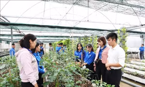 Bắc Ninh đẩy mạnh ứng dụng công nghệ, kỹ thuật tiên tiến vào sản xuất nông nghiệp