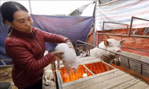 Nỗ lực giải ngân vốn đầu tư phát triển vùng dân tộc thiểu số và miền núi