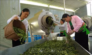 Nhiều giải pháp tạo việc làm cho người lao động